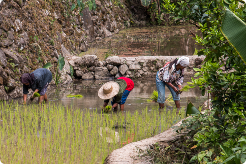 Farmers growing rice in rural area in Asia