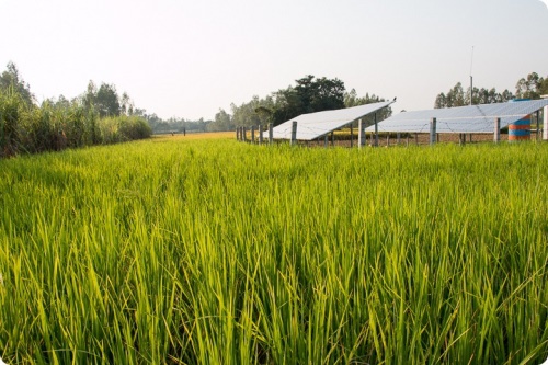 Solar farm in a rice field, Rahimafrooz Solar Project