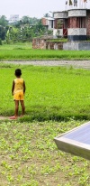 Solar Panel In A Rice Field With A Child