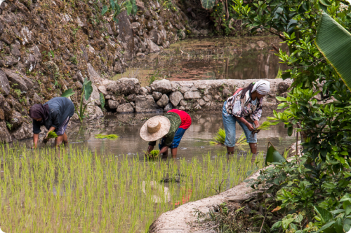 Fermiers cultivant le riz en zone rurale d'Asie