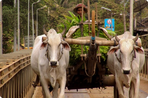 Man carrying forage with two cows in rural area in Cambodia